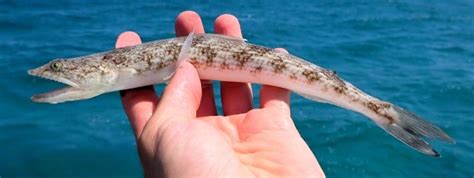 lizard fish florida|Learn About the Inshore Lizardfish – Fishing .